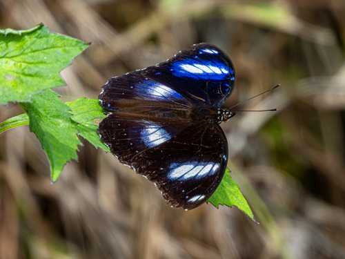 Great Eggfly