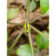 Colaranea melanoviridis