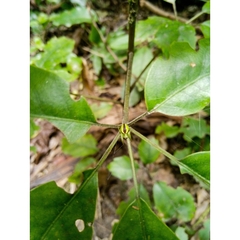Colaranea melanoviridis