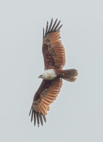 Brahminy Kite