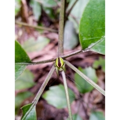 Colaranea melanoviridis