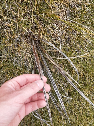 Astelia graminea, photograph 4