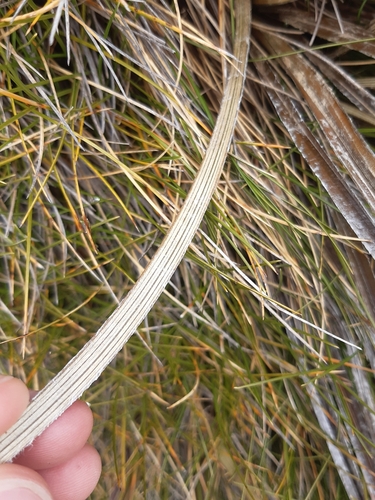 Astelia graminea, photograph 6