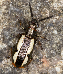 Crioceris macilenta