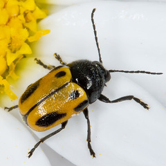 Cryptocephalus rugicollis