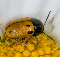 Cryptocephalus rugicollis