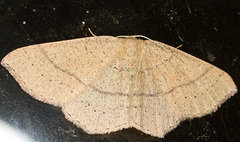 Cyclophora suppunctaria