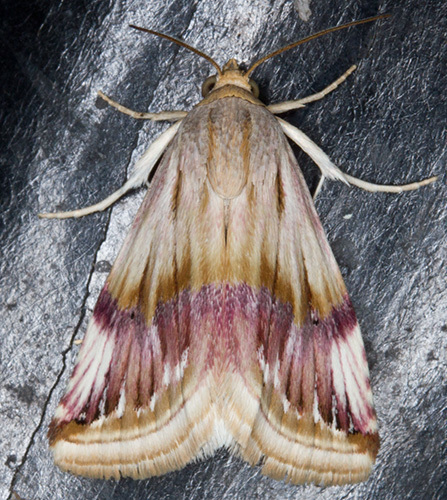 Purple Marbled