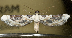 Eupithecia gratiosata