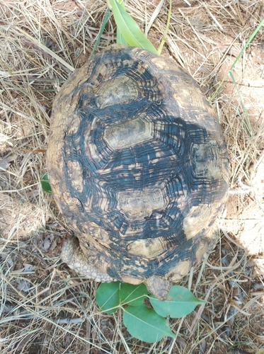 Leopard Tortoise