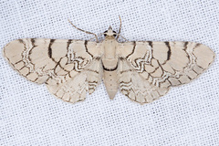 Eupithecia venosata