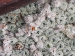 Raoulia eximia, photograph author not stated, no rights reserved