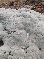 Raoulia eximia, photograph author not stated, no rights reserved