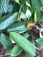 Phalanta
