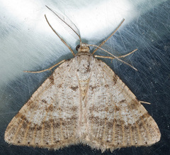 Isturgia assimilaria