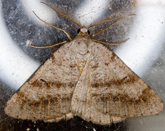 Isturgia assimilaria