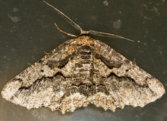 Menophra japygiaria