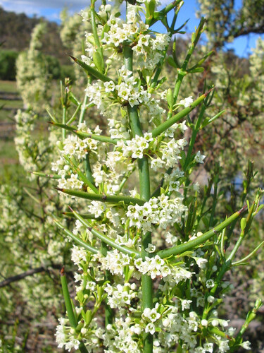 Discaria pubescens