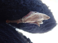Dasineura serrulatae