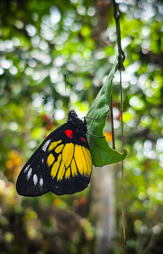 Delias henningia