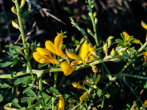 Avistamiento Calicotome villosa