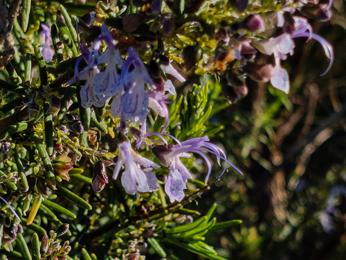 Avistamiento Salvia rosmarinus