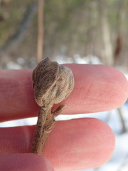 Dasineura serrulatae