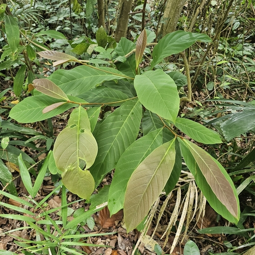 Palaquium obovatum observed 2025-10-19