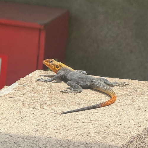 Peters's Rock Agama