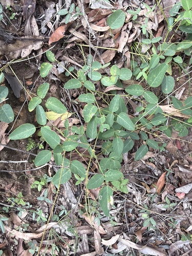 large ticktrefoil (Oxytes brachypoda)