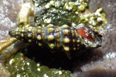 Pilsbryspira nymphia