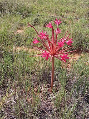 Eastern Candelabra