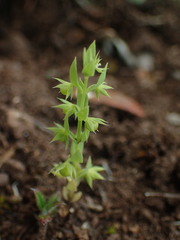 Lysimachia linum-stellatum
