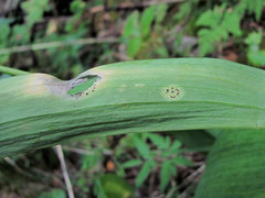 Uromyces reticulatus