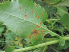 Coleosporium senecionis