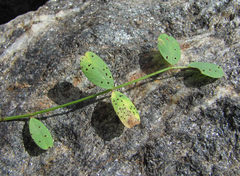 Uromyces hedysari-paniculati