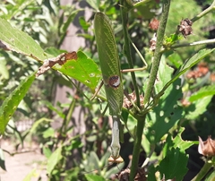 Stagmatoptera hyaloptera