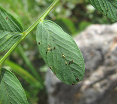 Uromyces hedysari-paniculati