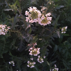 Diplotaxis erucoides