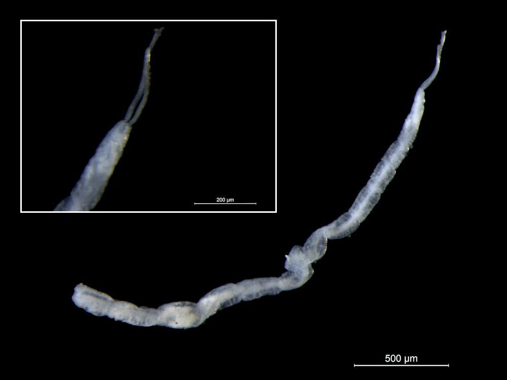 Protodriloides