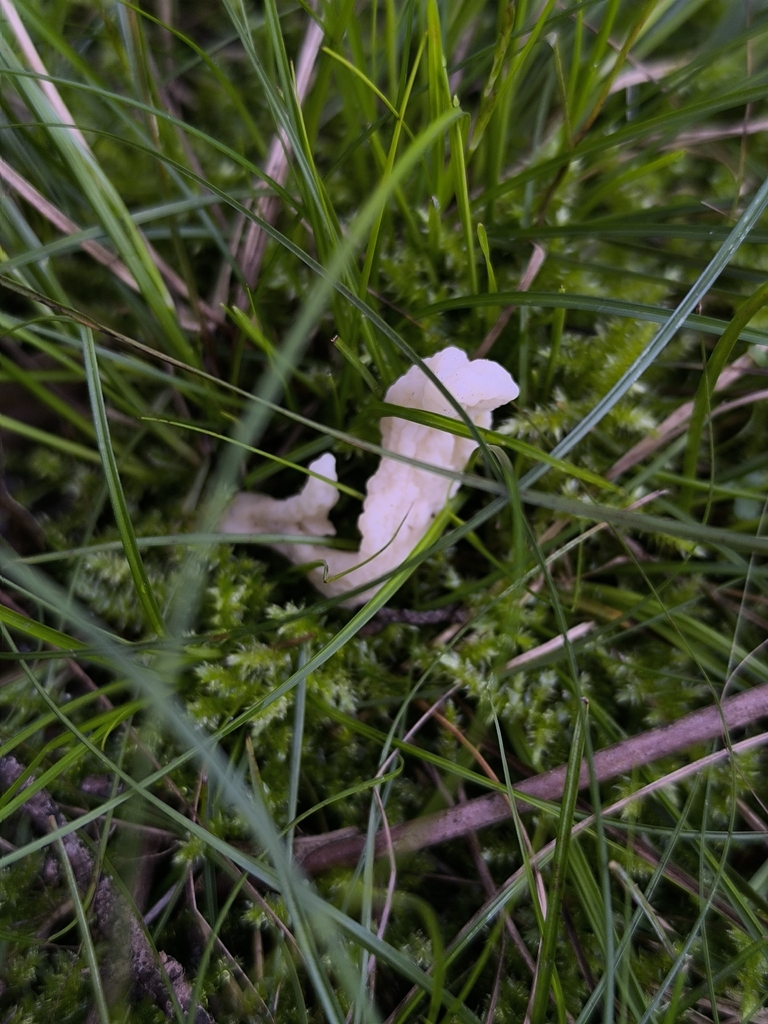 Clavulina rugosa · March 2026 · photo: © meaglinumut (iNaturalist, cc-by)