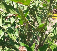 Stagmatoptera hyaloptera