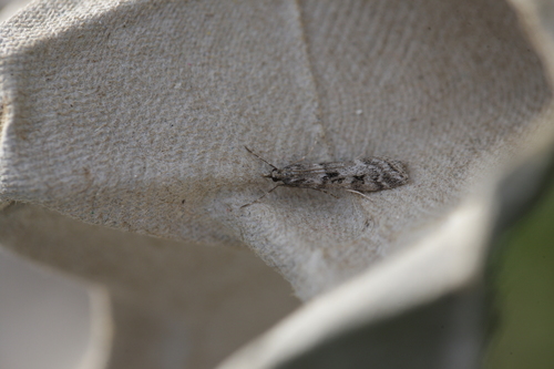 Narrow-winged Grey