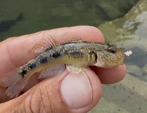Amur goby (Rhinogobius similis) — Gobiidae — 2