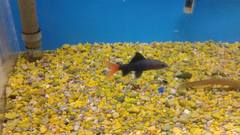 Epalzeorhynchos bicolor