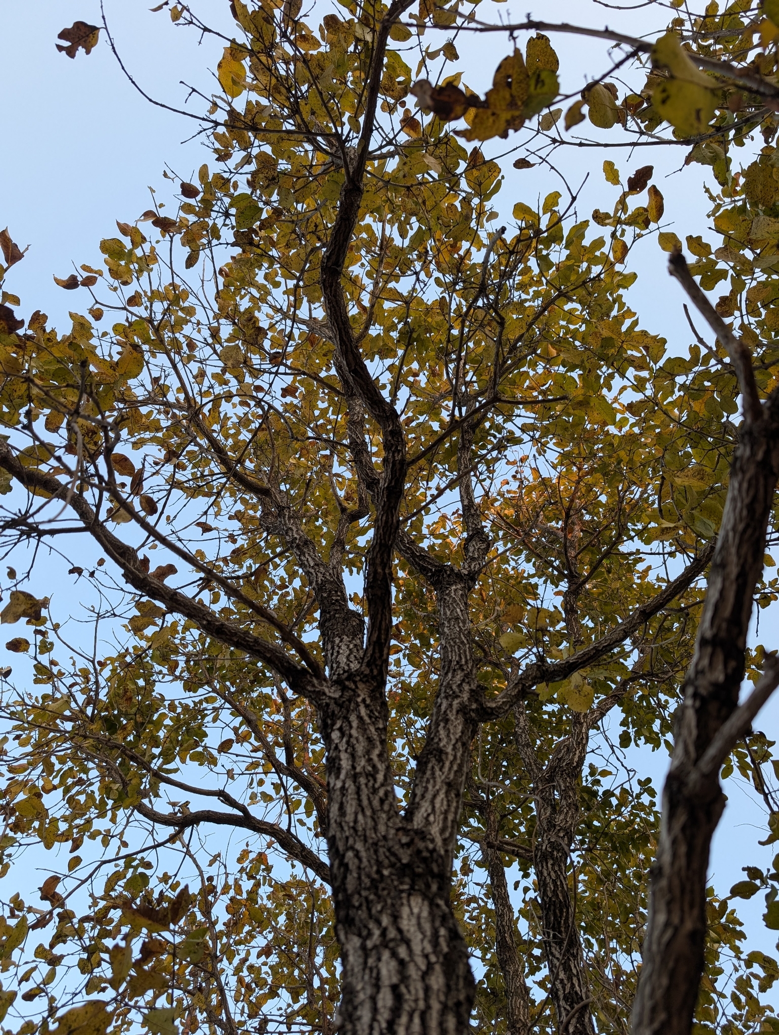 Coromandel Ebony (Diospyros melanoxylon)