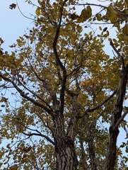Ébène De Coromandel (Diospyros melanoxylon)