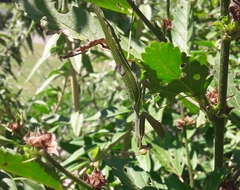 Stagmatoptera hyaloptera