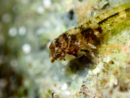 Blackthroat triplefin (Enneapterygius atrogulare) — Tripterygiidae — 4