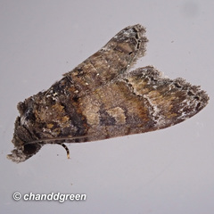 Chlumetia transversa